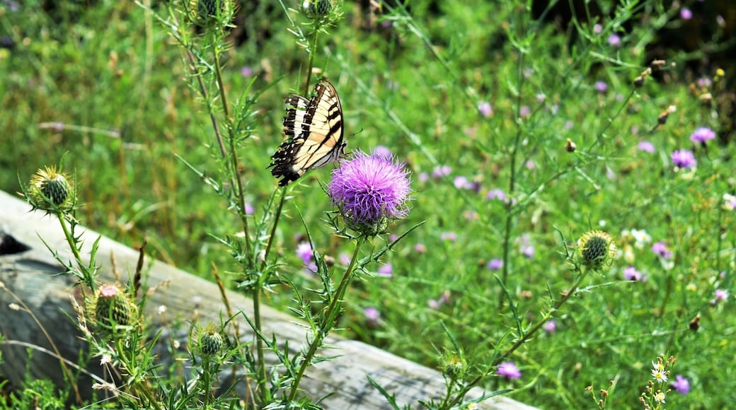 Riding on Skyline Drive Virginia!