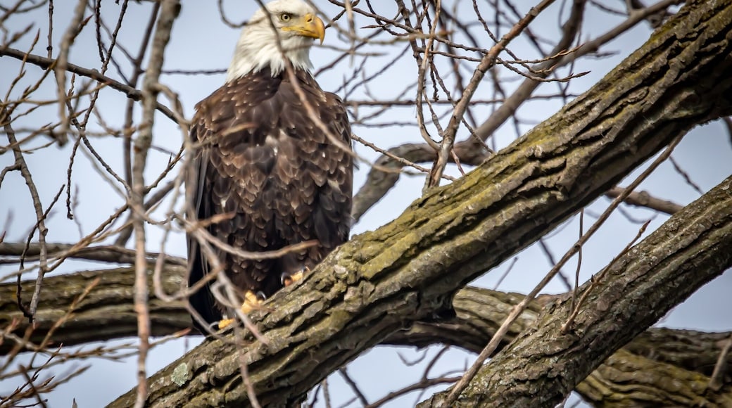 It is always a great thrill to see such a wonderful bird.