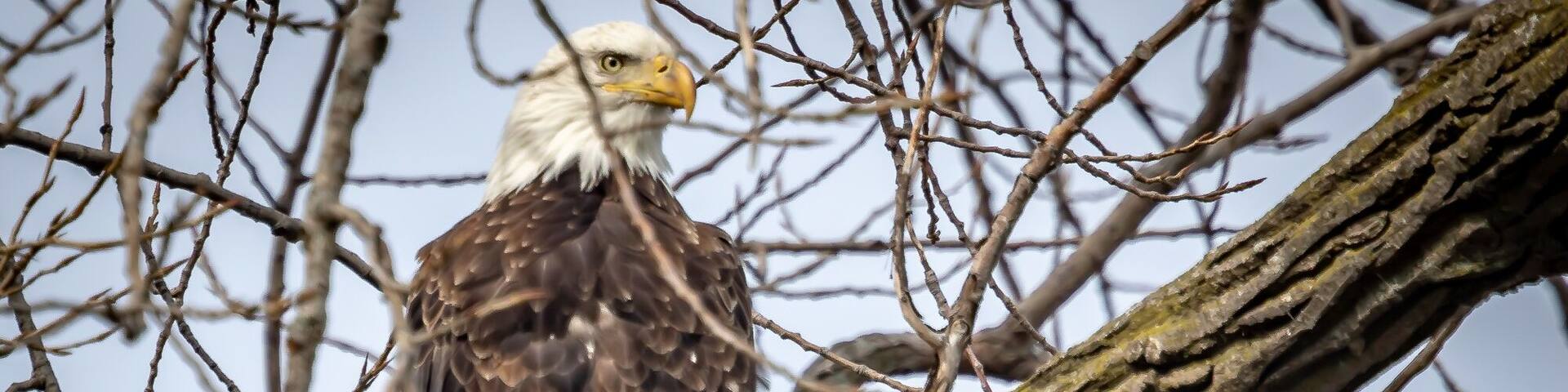 A bald eagle perched on a tree branch.