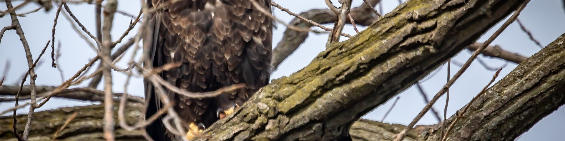 It is always a great thrill to see such a wonderful bird.