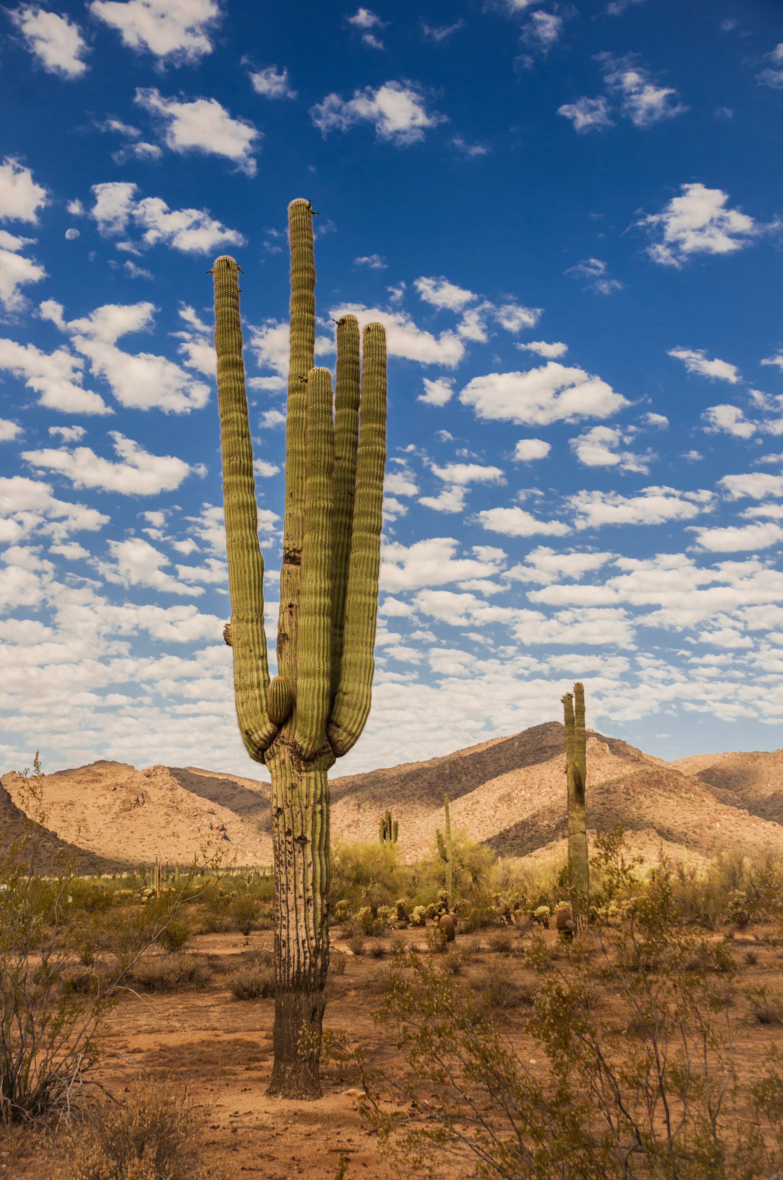 Saguaro Cacti in White Tank Mountain Park