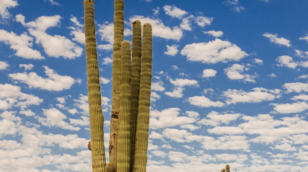 Saguaro Cacti in White Tank Mountain Park