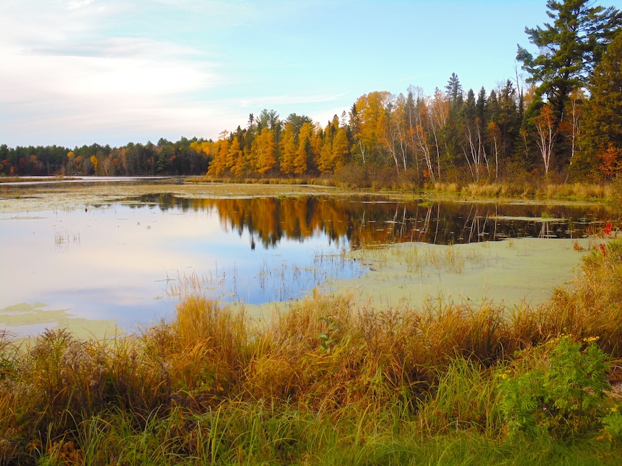 This marsh in Northern Wisconsin holds an abundance of wildlife in it.