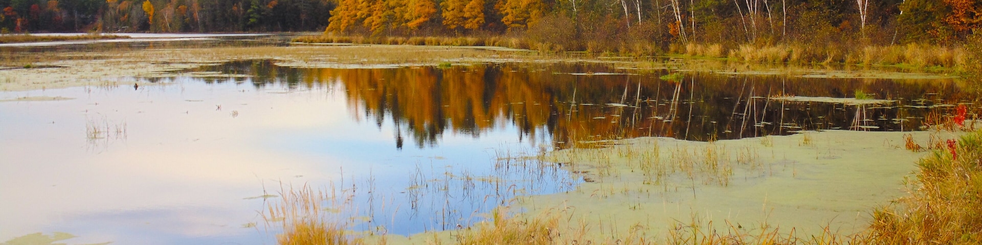 This marsh in Northern Wisconsin holds an abundance of wildlife in it.