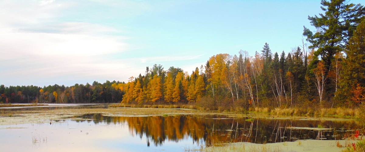 This marsh in Northern Wisconsin holds an abundance of wildlife in it.