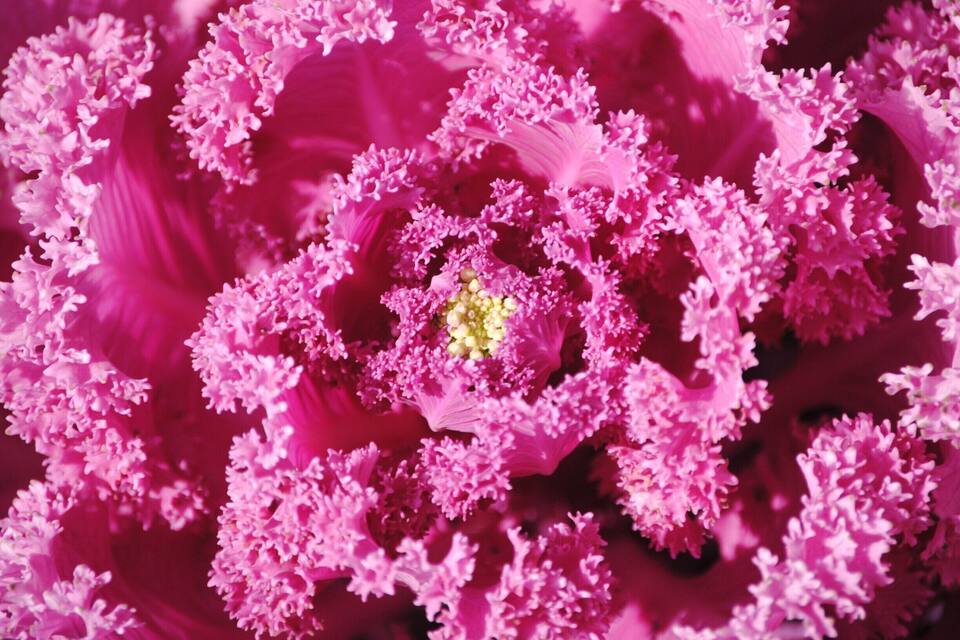 A close-up of a pink flower with intricate petal patterns and a yellow center.