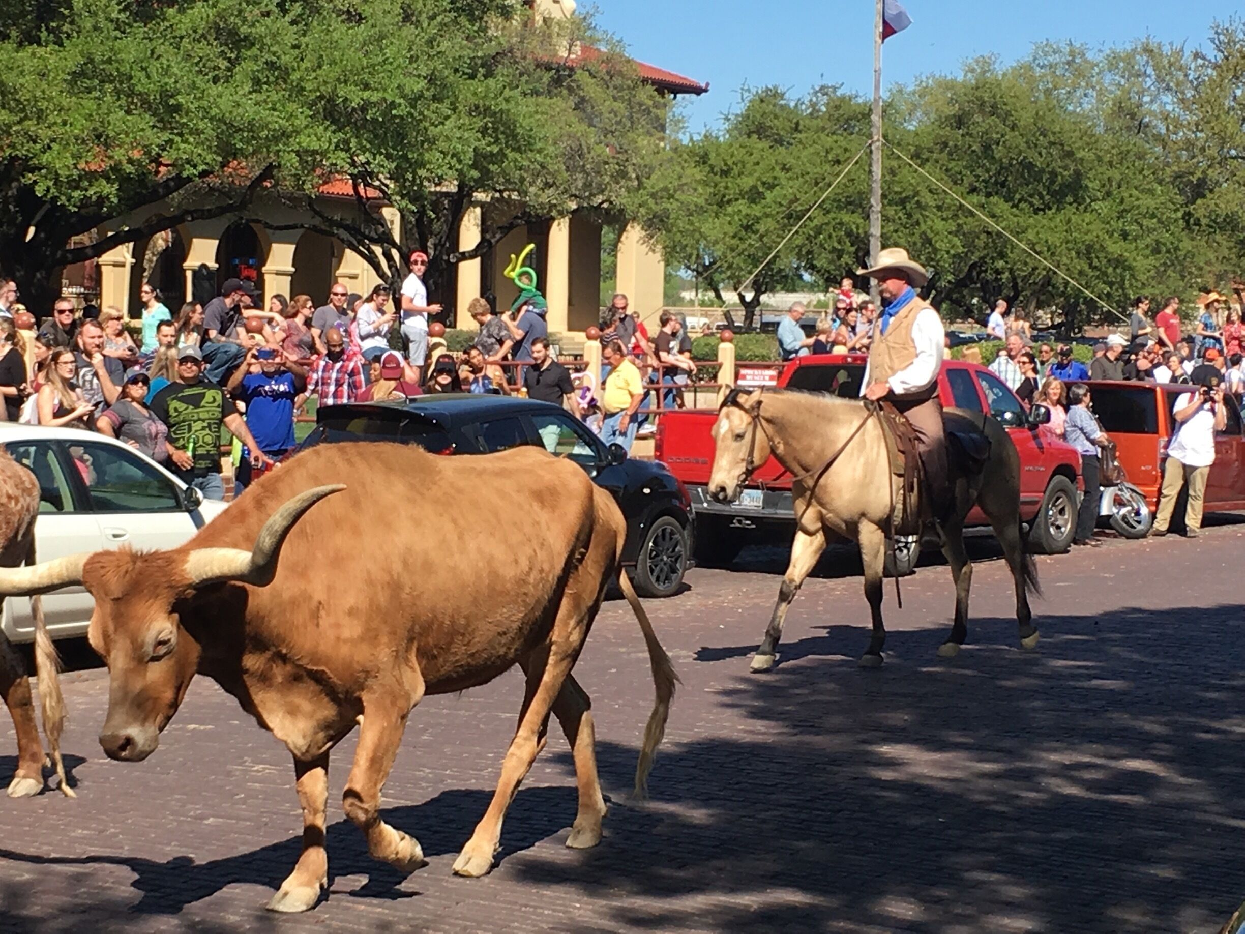 My second time to visit. I remember so many more bulls though! Only about 10 of them came through this time which made for a super quick experience. We almost missed it. We shopped around and ate there afterwards. The BBQ  chicken and ribs were awesome at Hunter Bros H3 Ranch. 
