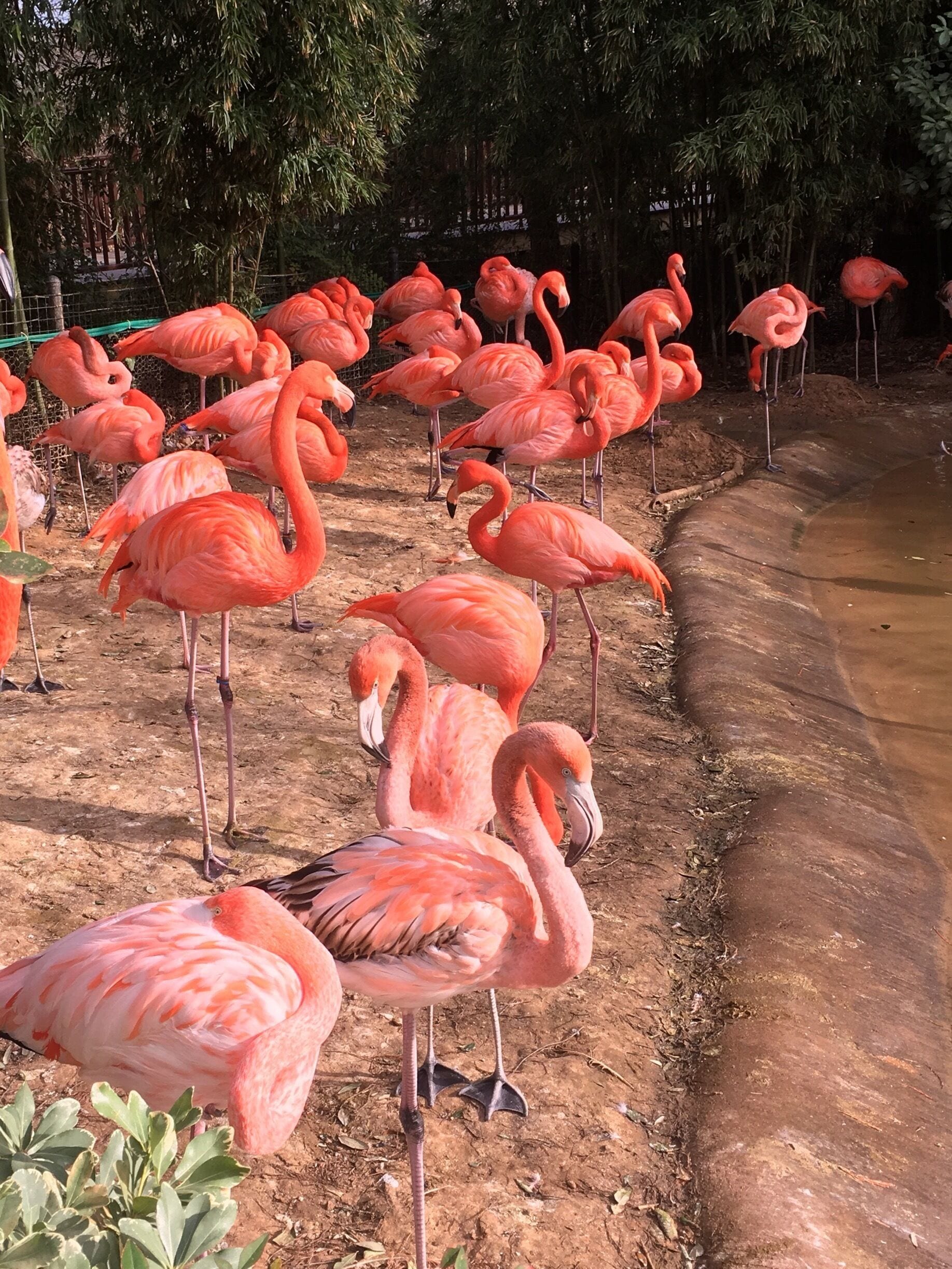 Flamingos!