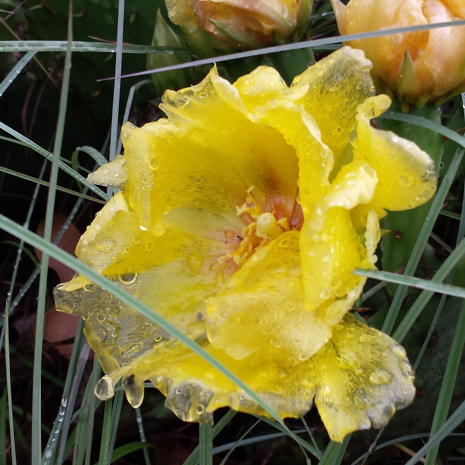 A yellow flower with water droplets, surrounded by green grass and a cactus.