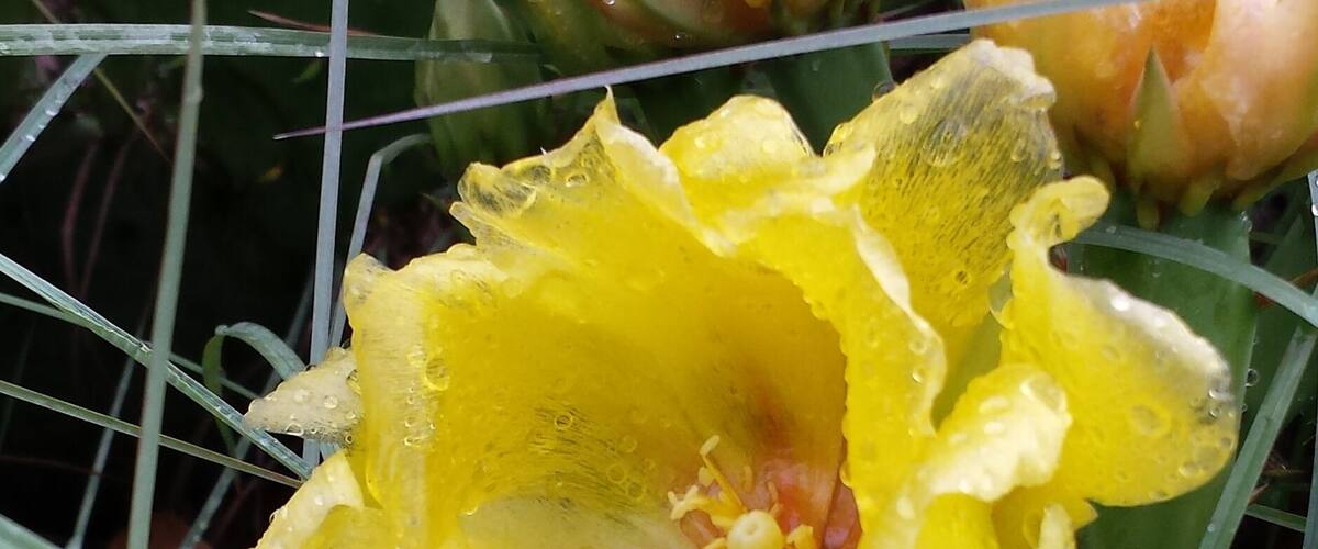 A yellow flower with water droplets, surrounded by green grass and a cactus.