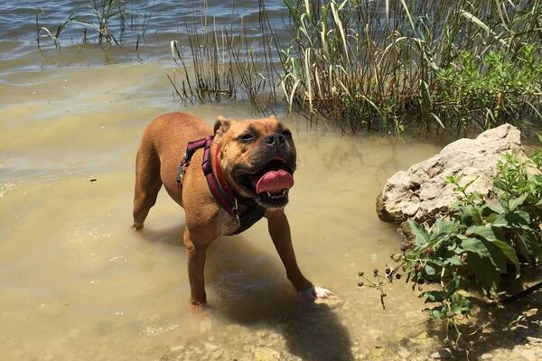 Perfect place for hiking and mountain biking. The pup is crazy with #waterlust