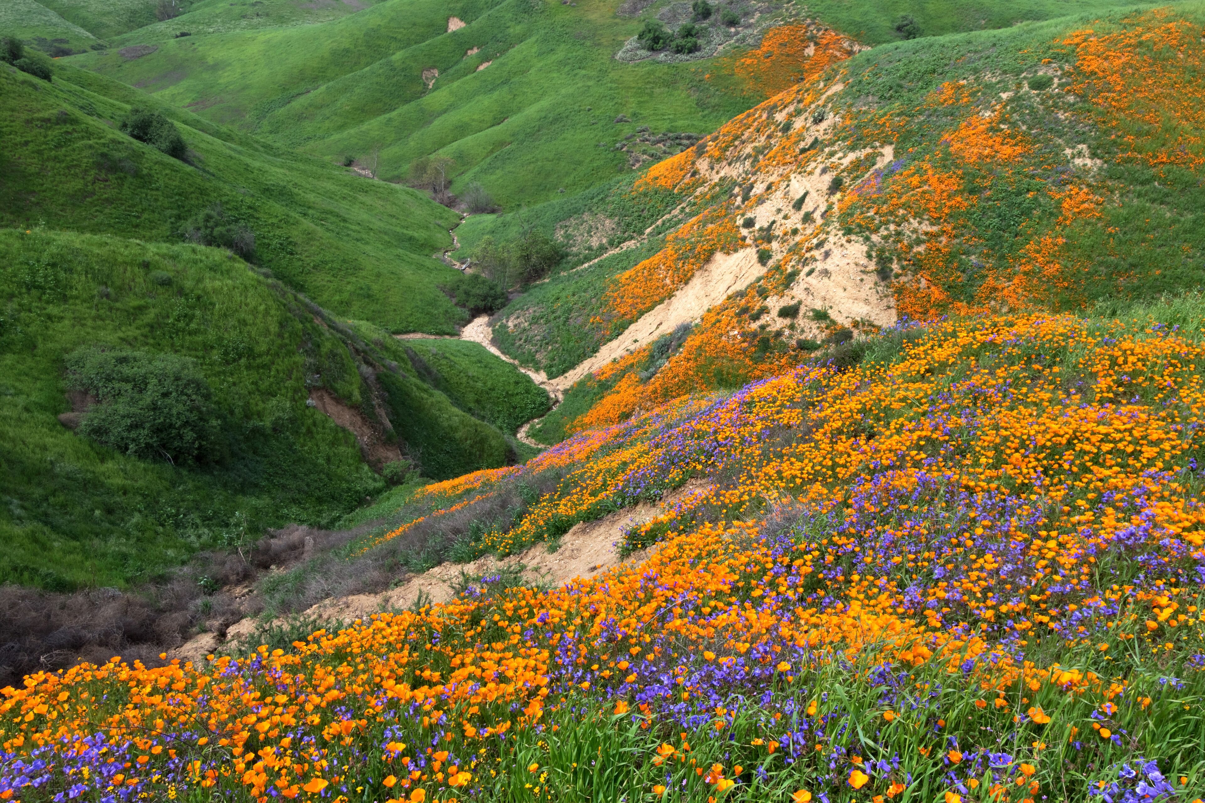 California Golden Poppy and Phacelia Minor blooming in Chino Hills State Park, California