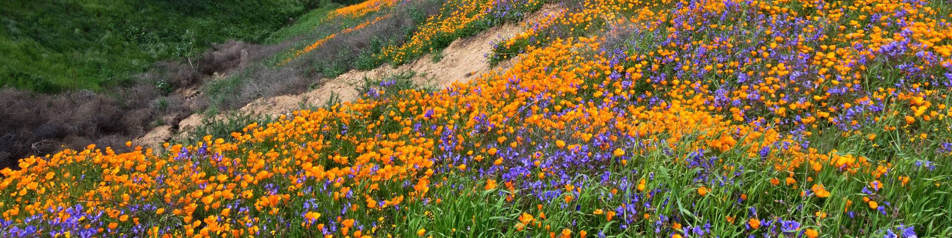 California Golden Poppy and Phacelia Minor blooming in Chino Hills State Park, California