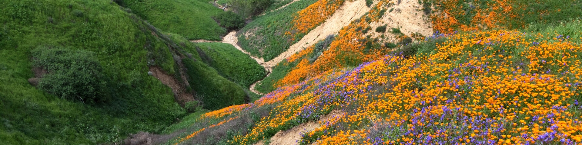 California Golden Poppy and Phacelia Minor blooming in Chino Hills State Park, California