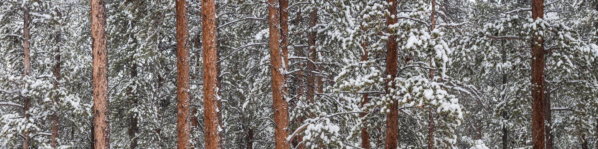 Winter Lodgepole Forest