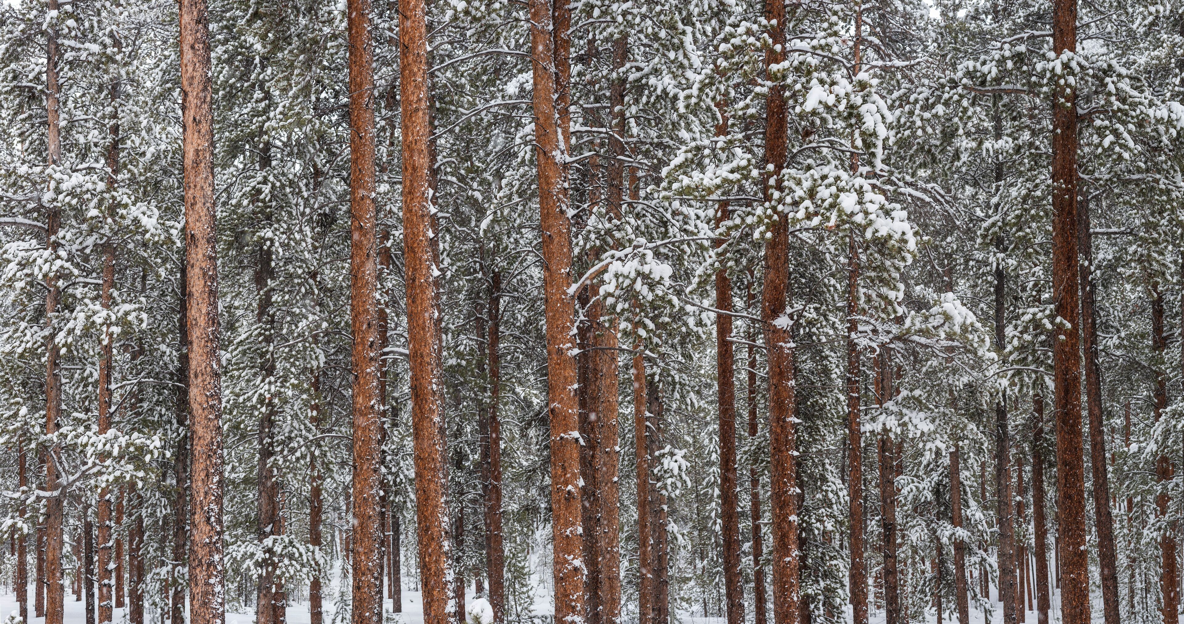 A dense forest of tall, snow-covered pine trees.