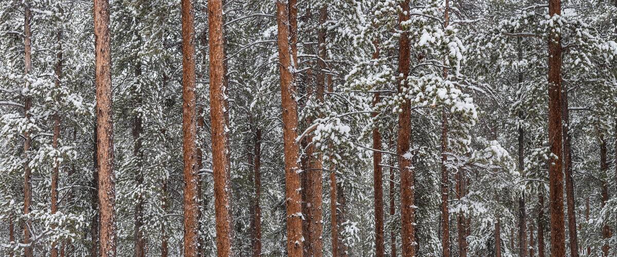 A dense forest of tall, snow-covered pine trees.
