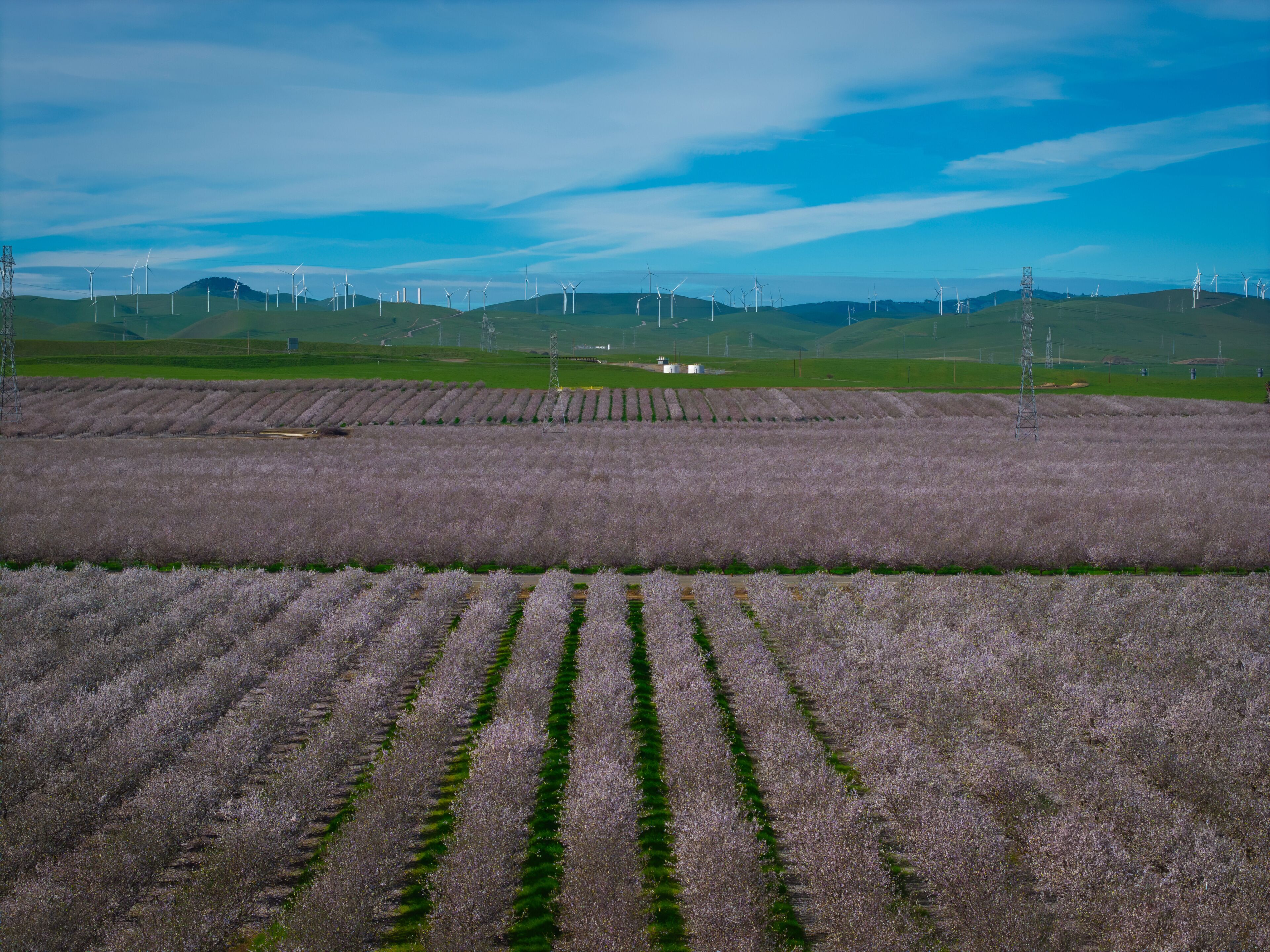 Almond Field in Tracy with Windmills as the Background, California