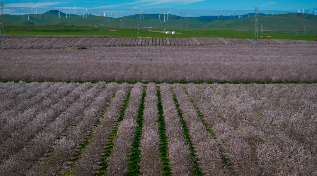 Almond Field in Tracy with Windmills as the Background, California