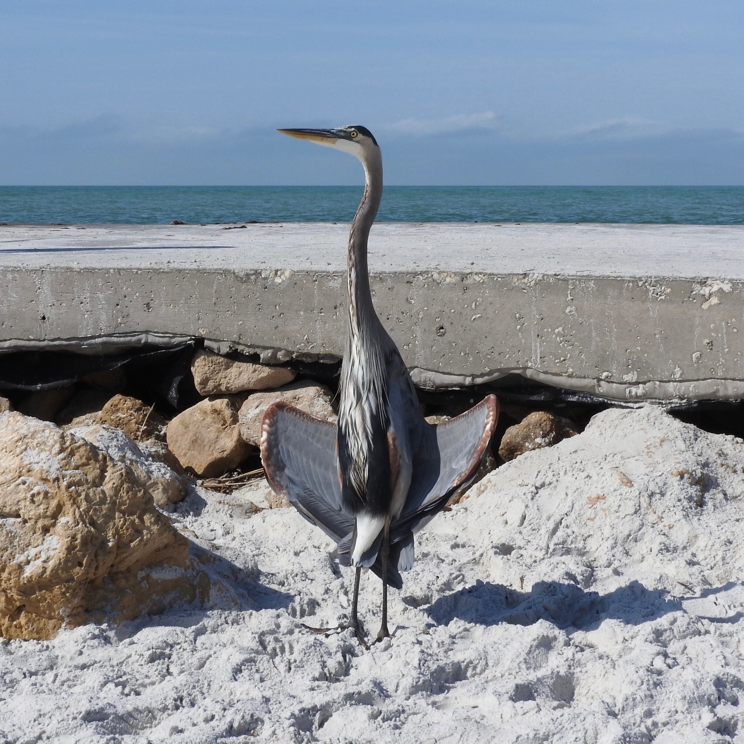 Heron on the beach.

#Wildlife
#BeachTips