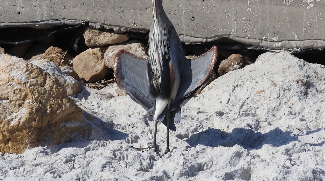 Heron on the beach.
#Wildlife
#BeachTips