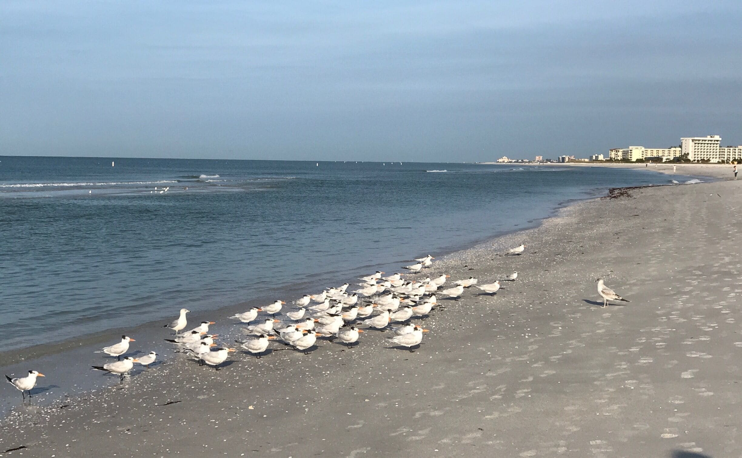 Nice walk on the beach in Treasure Island, Florida - beautiful beach. Walked past this flock of birds that were focused. Struck me as funny. Even they had to get instructions for the day ahead.