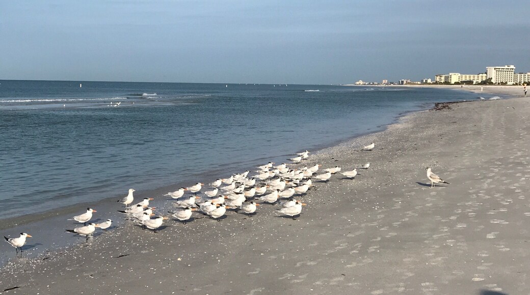 Nice walk on the beach in Treasure Island, Florida - beautiful beach. Walked past this flock of birds that were focused. Struck me as funny. Even they had to get instructions for the day ahead.