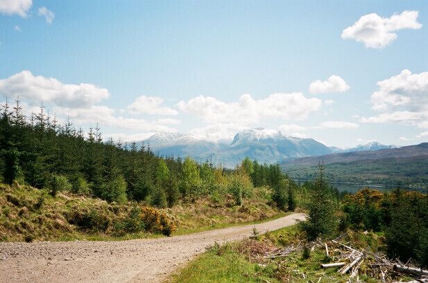 A dirt road winding through a forest with snow-capped mountains in the background.
