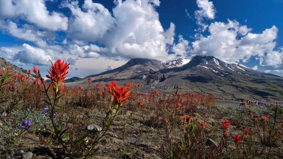 A mountain with snow-capped peak, red flowers, and a clear blue sky.