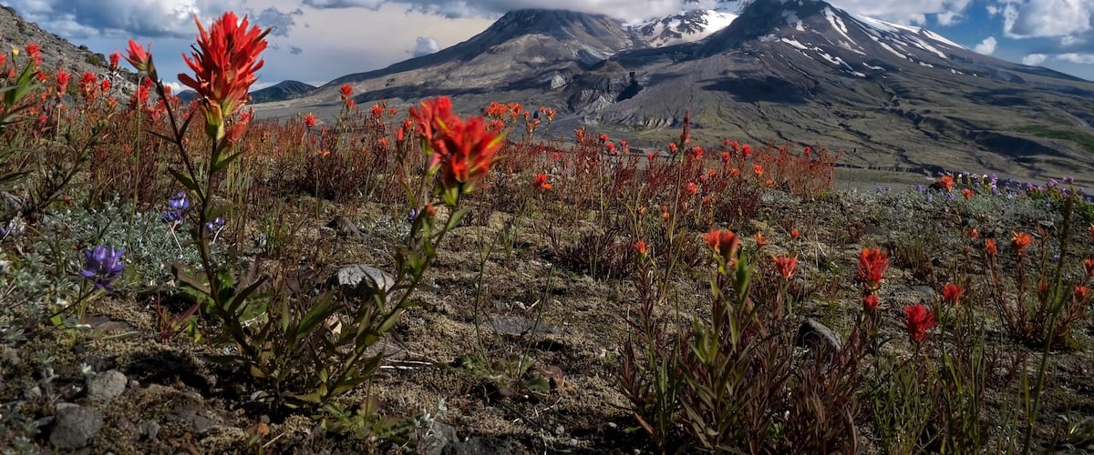 Volcano with wildflowers on foothill on a summer day. Travel Washington. View form a popular hiking trail from Johnston Ridge Observatory. Centralia. Washington. Unites States of America
