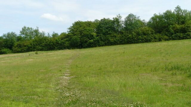 Footpath at Hooley, Surrey The line of the footpath is marked with clover.