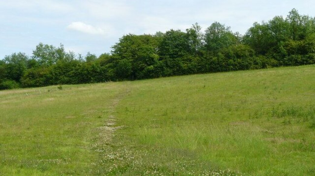 Footpath at Hooley, Surrey The line of the footpath is marked with clover.