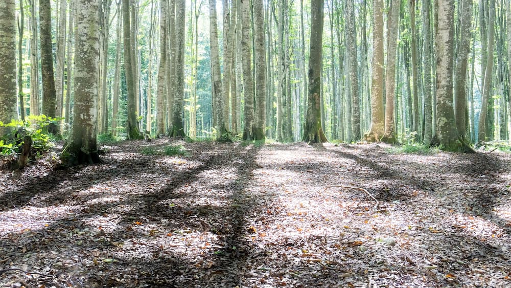 Serene Sunlit Forest with Lush Green Undergrowth - Peaceful Woodland Landscape