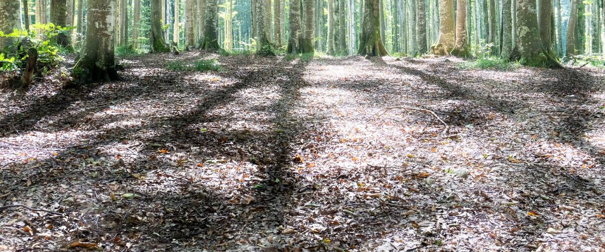 Serene Sunlit Forest with Lush Green Undergrowth - Peaceful Woodland Landscape