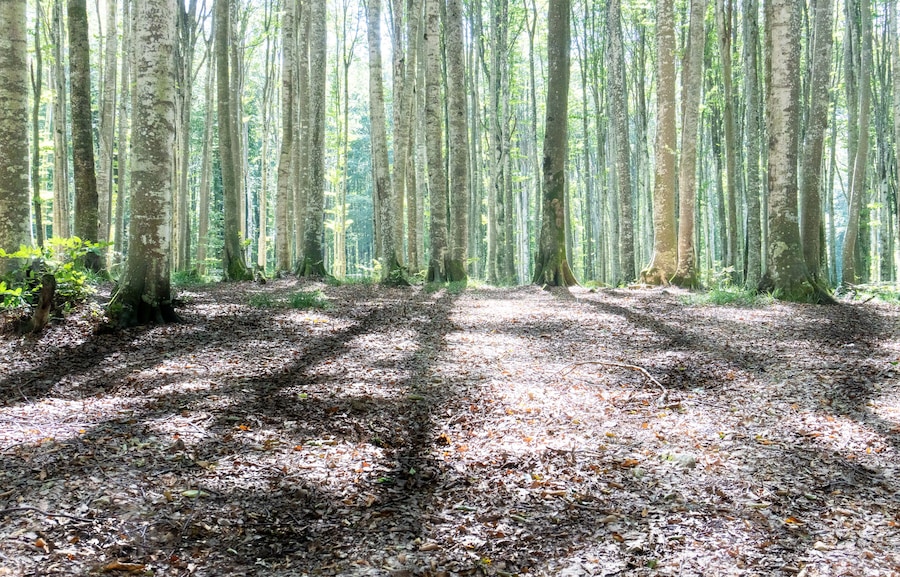 Serene Sunlit Forest with Lush Green Undergrowth - Peaceful Woodland Landscape