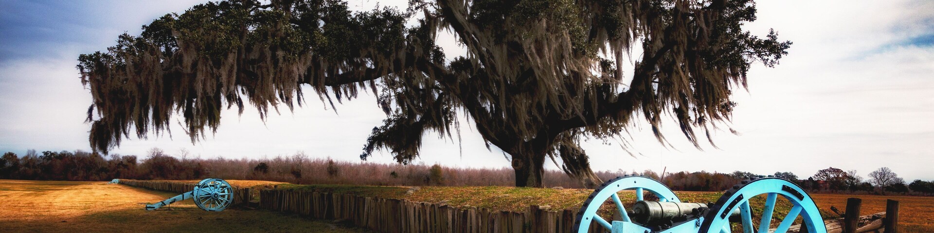 Un cañón con ruedas azules y un gran árbol con barba española al fondo.