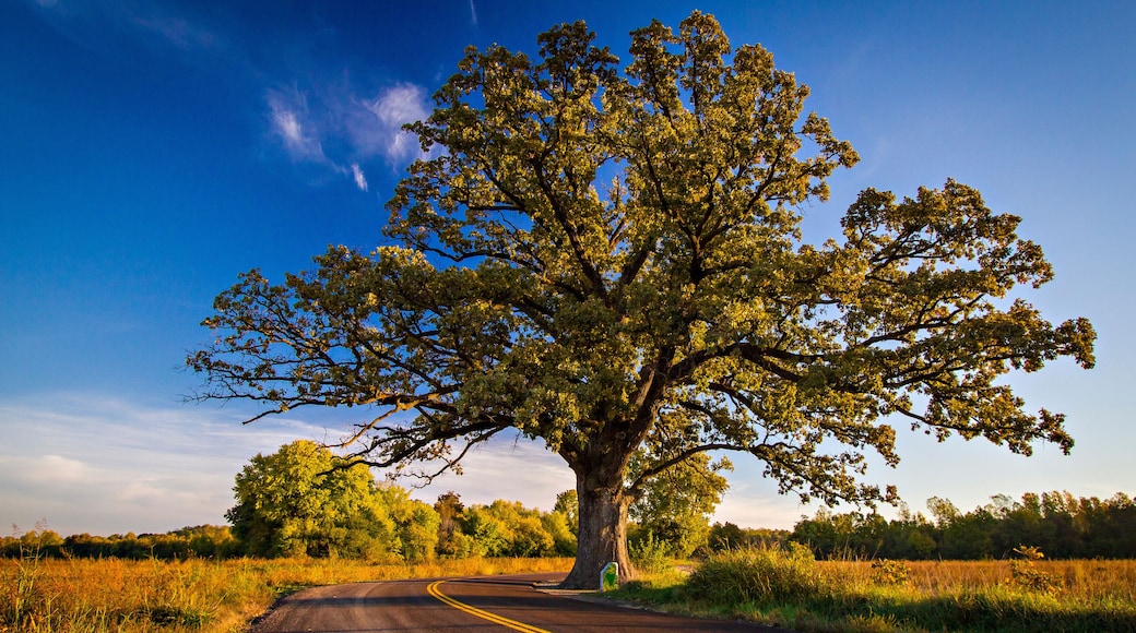 Champion Bur Oak in the Fall