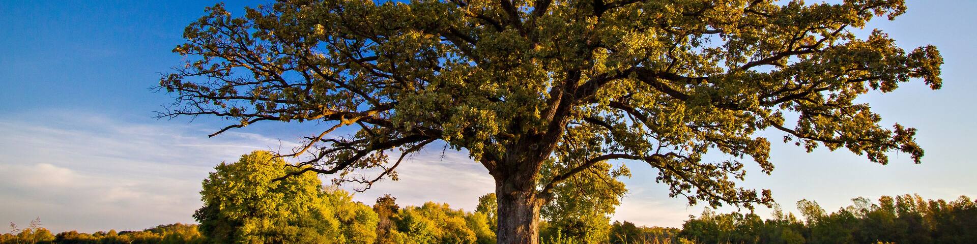 Champion Bur Oak in the Fall
