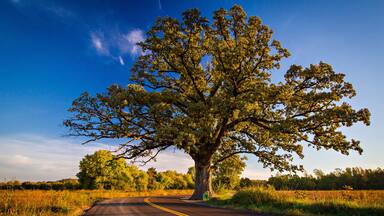 Champion Bur Oak in the Fall