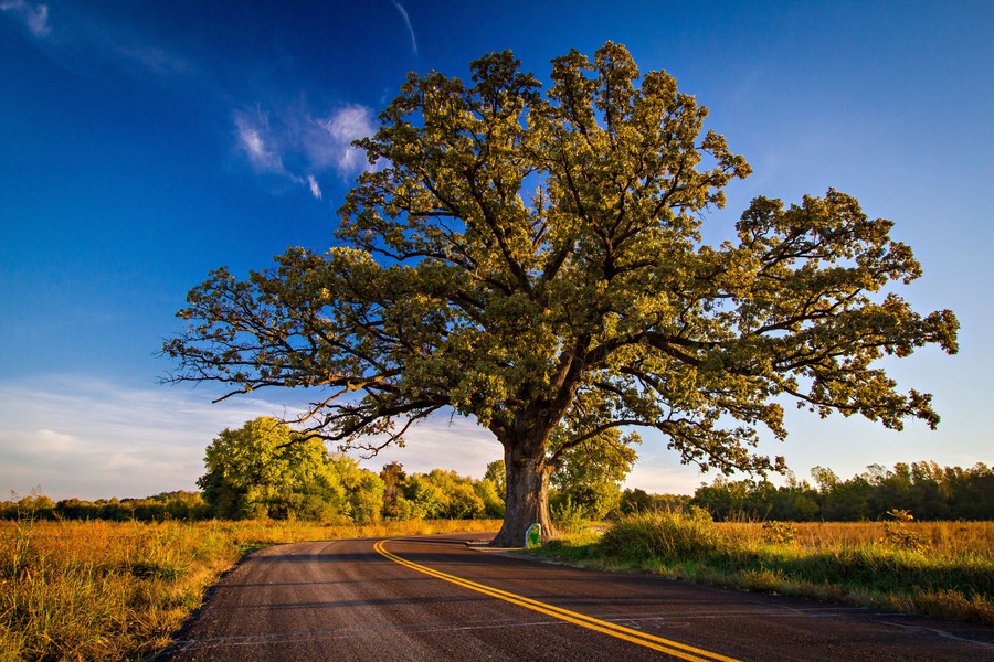 Champion Bur Oak in the Fall