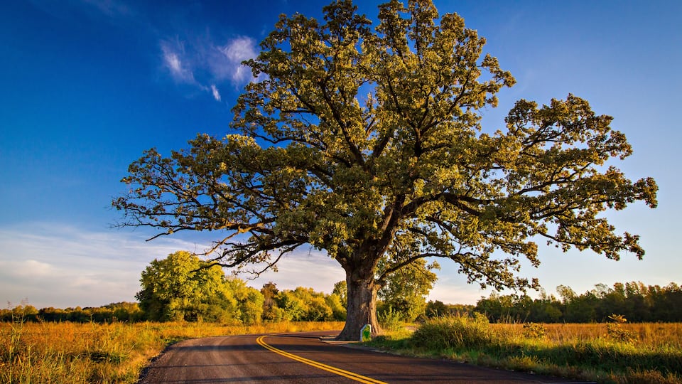 A road curving through a field with a large tree in the center.