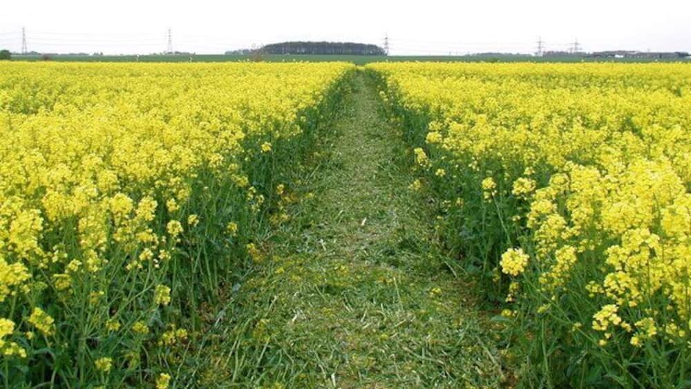 A field of yellow flowers with a narrow path in the center.