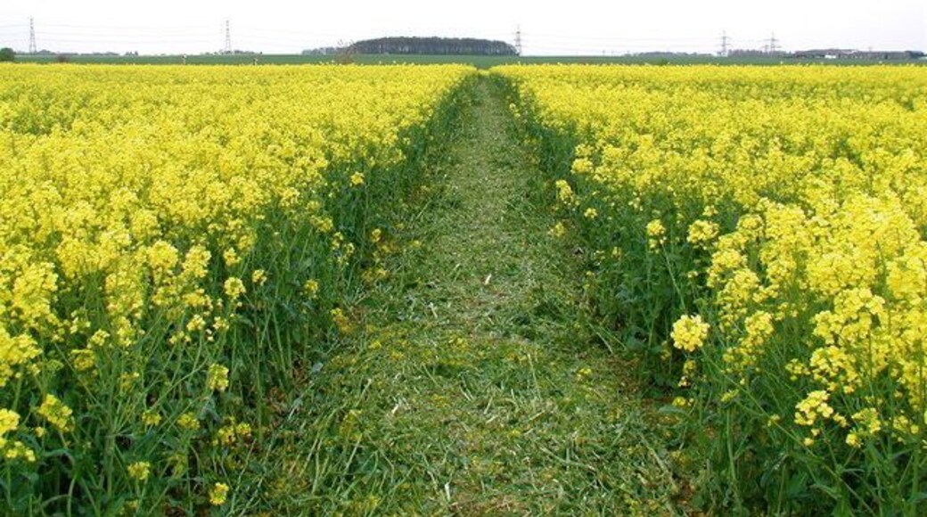East of Aylesby: Flowering oilseed rape on the public footpath between Little Beck and Aylesby Road, just north of the parish boundary between Aylesby and Laceby.