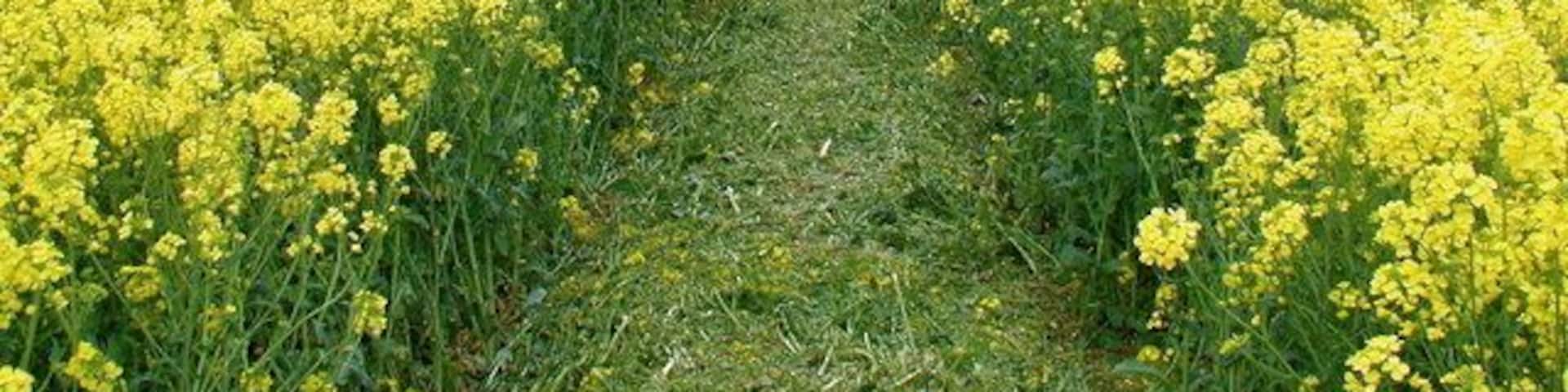 East of Aylesby: Flowering oilseed rape on the public footpath between Little Beck and Aylesby Road, just north of the parish boundary between Aylesby and Laceby.