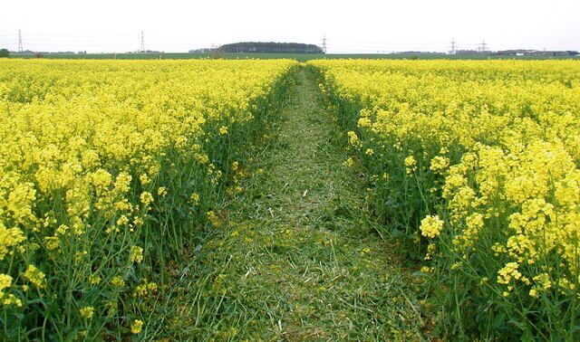 A field of yellow flowers with a narrow path in the center.