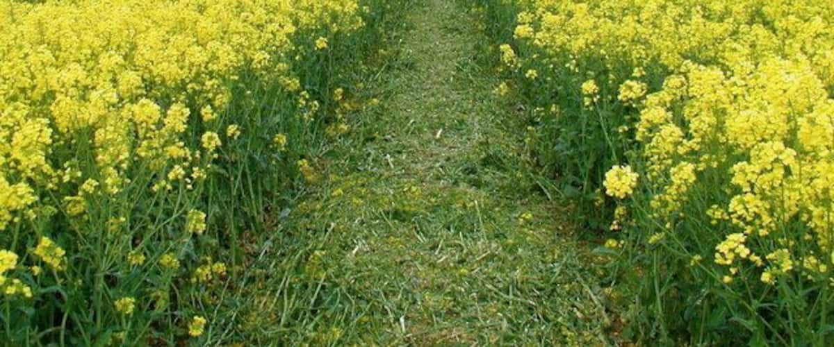 A field of yellow flowers with a narrow path in the center.