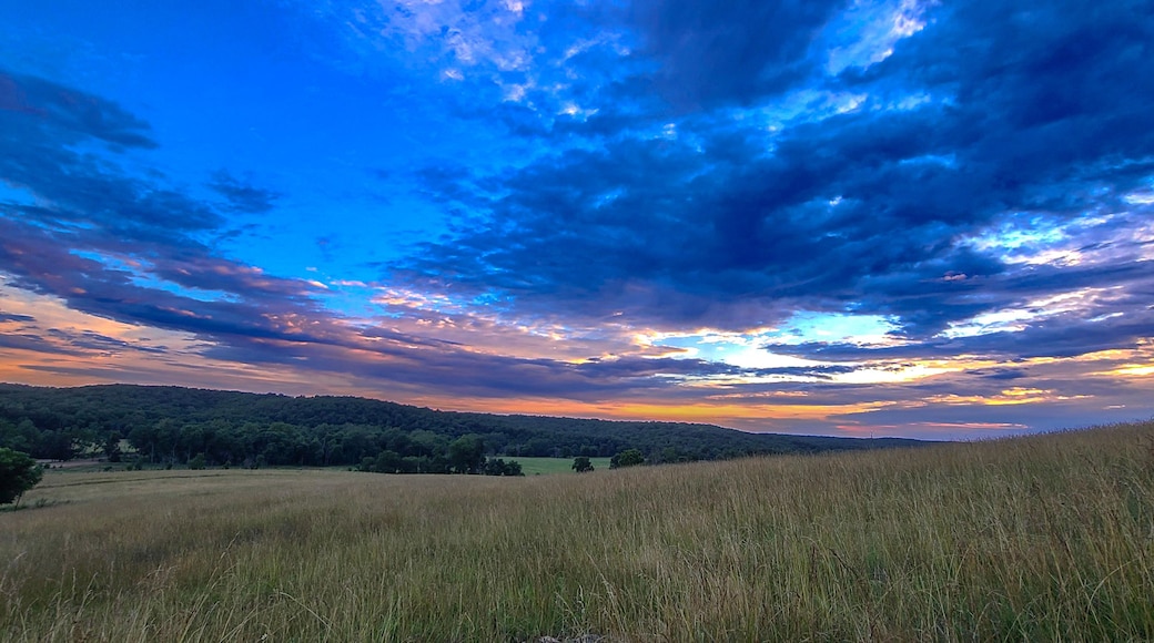 A field with tall grass and a cloudy sky.