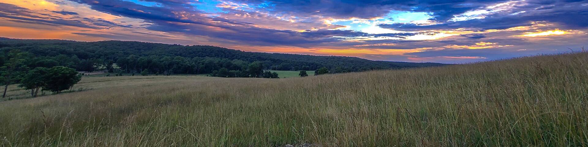A field with tall grass and a cloudy sky.