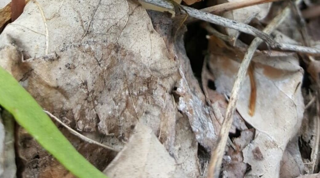 Morel mushrooms #lifeatexpedia