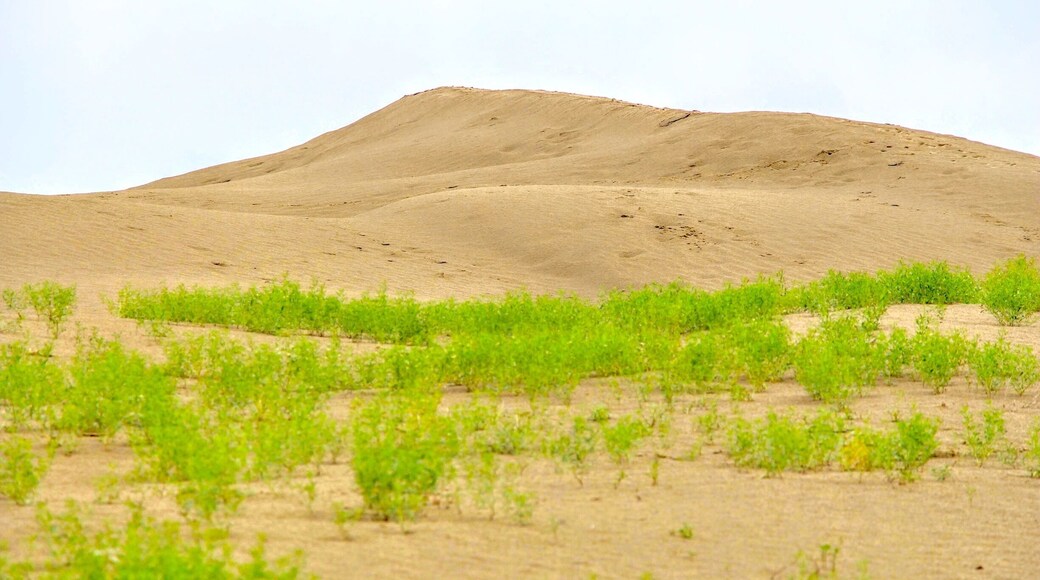 Sand hills in Saskatchewan. I love desert and sand!!